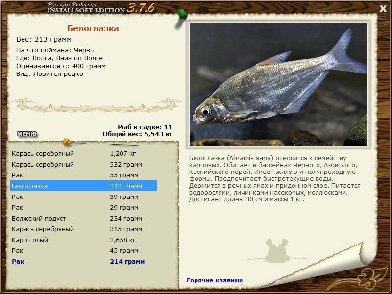 Рыба сопа или белоглазка: подробное описание, способы ловли, фото