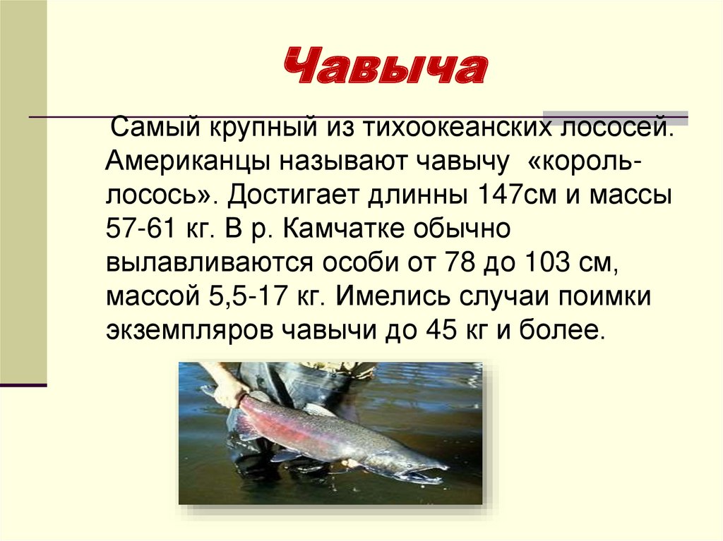 Рыба чавыча: характеристика, размножение, снасти для ловли