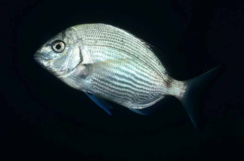 Облада чернохвостая фото и описание – каталог рыб, смотреть онлайн
