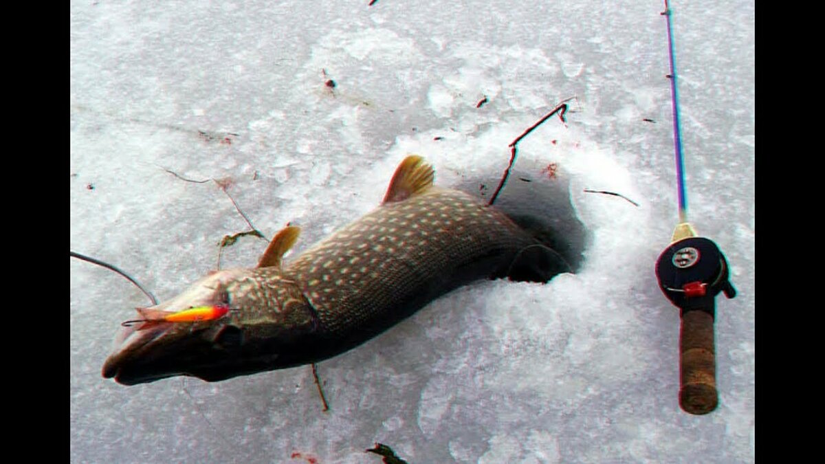 Ловля щуки на зимние жерлицы. поиск перспективных мест на водохранилище - спортивное рыболовство