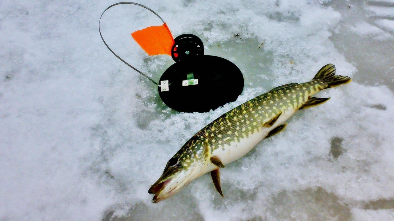 Рыбалка на щуку зимой: как ловить щуку и снасть для зимней ловли со льда