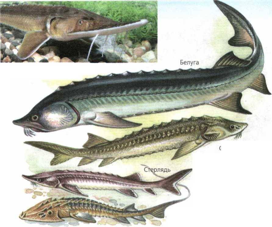 Осетровые рыбы – породы семейства