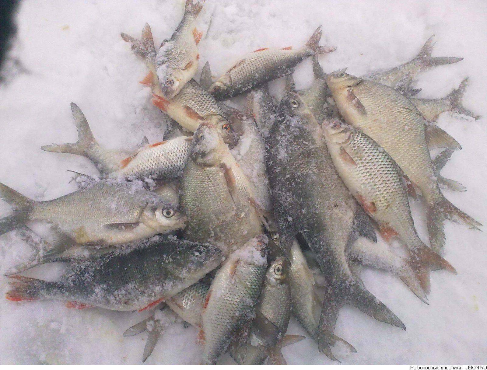 Отчеты о рыбалке на можайском водохранилище, базы отдыха, зимняя ловля и видео