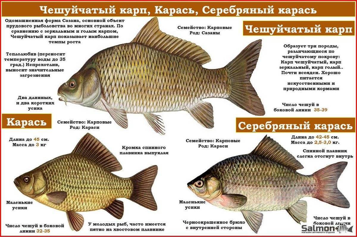 Болезни аквариумных рыбок: симптомы, лечение.