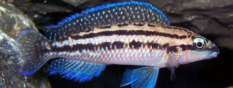 Юлидохромис: виды, содержание, кормление и размножение аквариумной рыбки