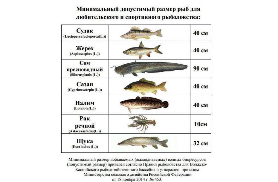 Рыбалка в россии (лучшие места)