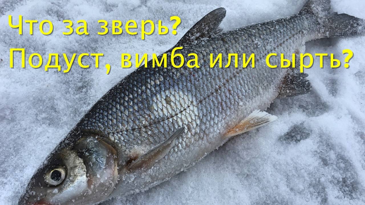 Рыба подуст обыкновенный: фото и описание, ловля весной или зимой на течении