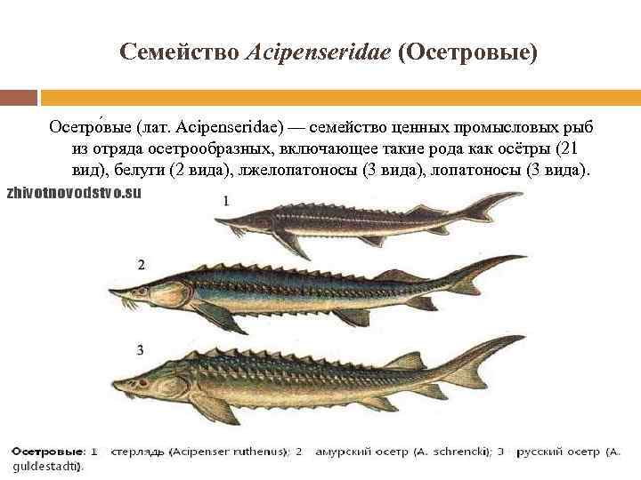 Где в россии обитают осетровые рыбы и почему они исчезают