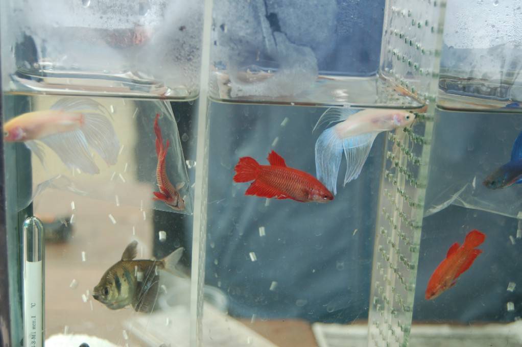 Как заработать деньги на разведении аквариумных рыбок
