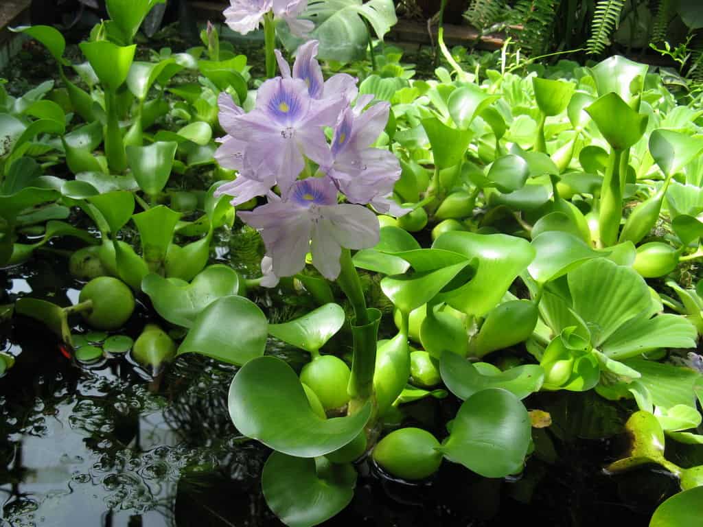 Водный гиацинт: роскошный обитатель прудов и аквариумов