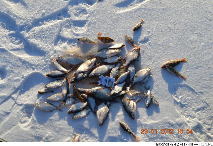 Особенности рыбалки на можайском водохранилище: рыбалка в россии и по всему миру