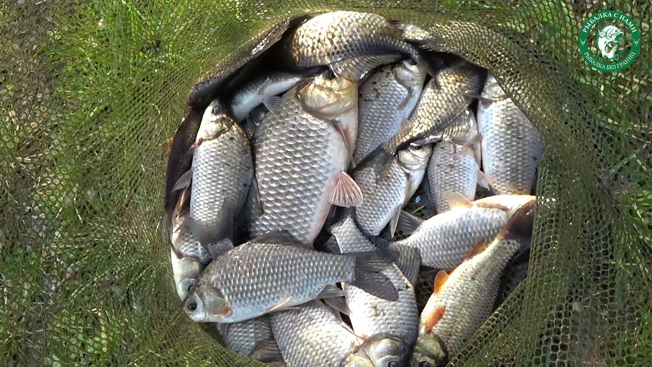 Рыбалка в курганской области: новости с водоемов, где клюет рыба