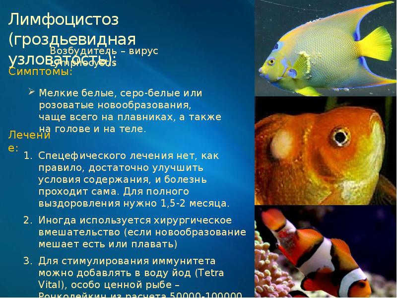 Топ-10 болезней аквариумных рыбок: симптомы и лечение - лечение