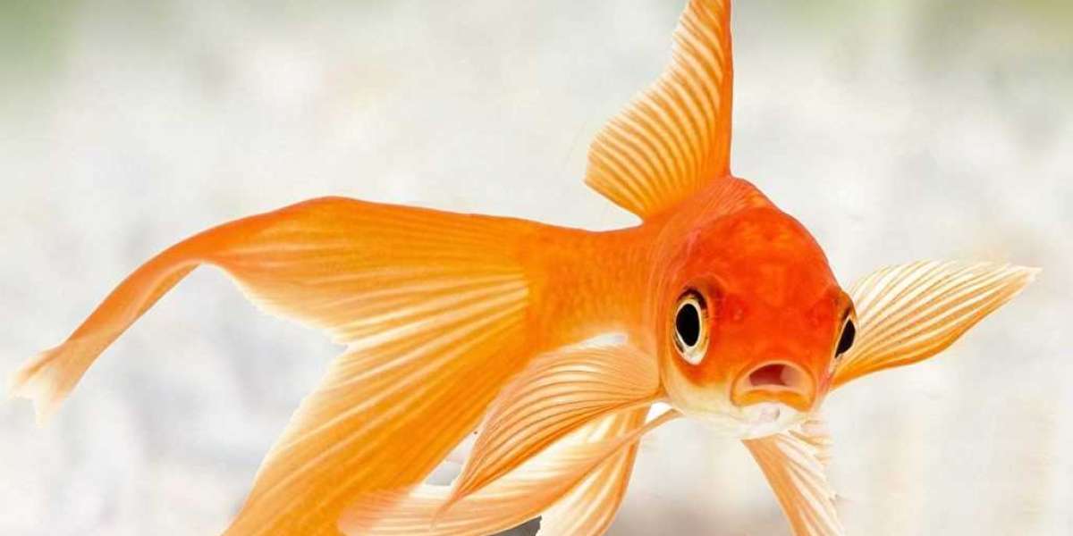 Вуалехвост – самая неприхотливая золотая рыбка