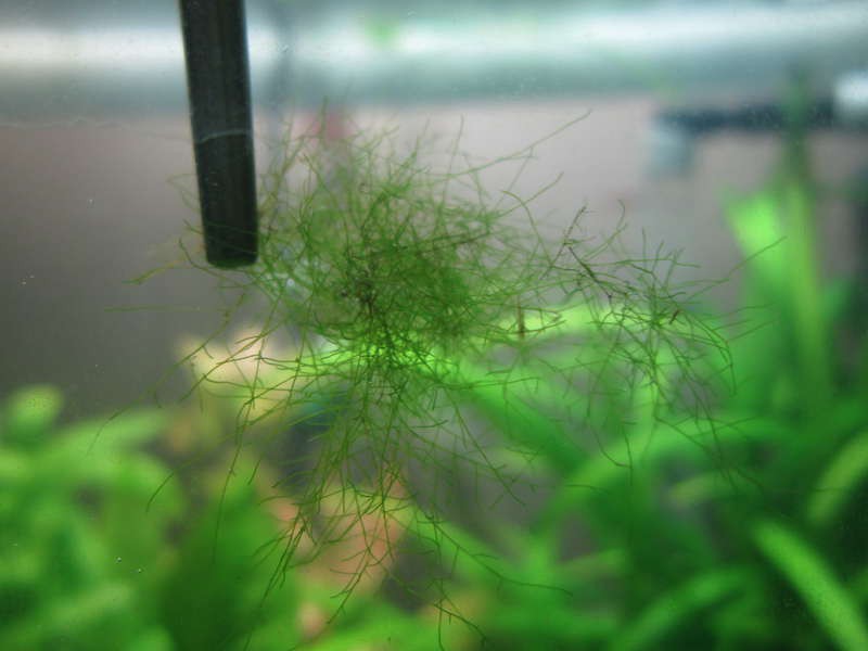 Нитчатые водоросли (шелковица) как насадка для рыбы