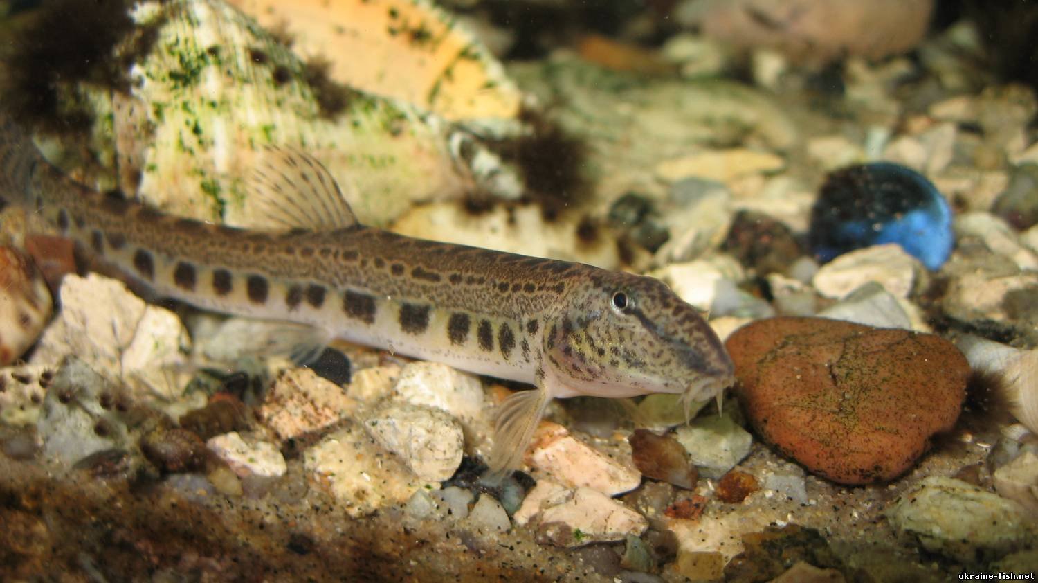 Ёрш-скорпена черноморский фото и описание – каталог рыб, смотреть онлайн