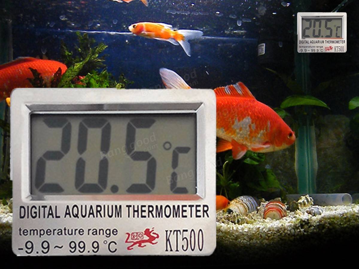 Температура воды в аквариуме для рыбок: какая должна быть