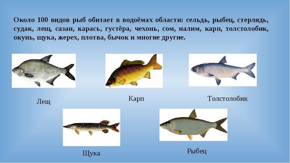 Правила рыбалки в ростовской области в 2022 г.