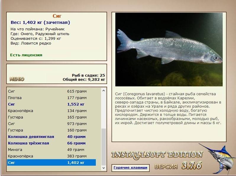 Кефаль: что это за рыба, описание и где водится, на что клюет (лучшие приманки)