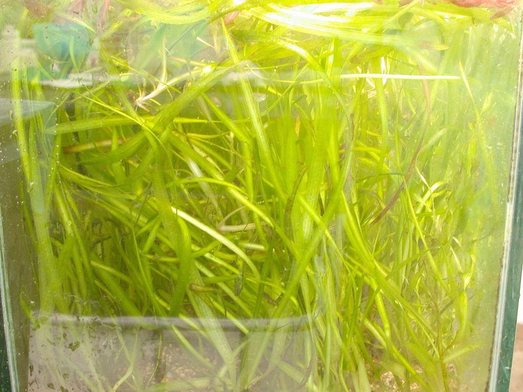 Аквариумное растение валлиснерия ее содержание и виды - ribulki.ru