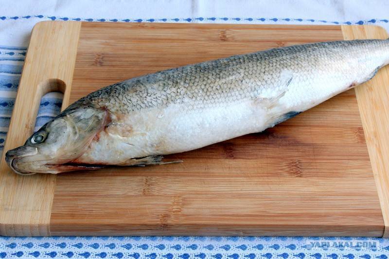 Северная рыба муксун: места обитания, особенности развития, рецепты приготовления