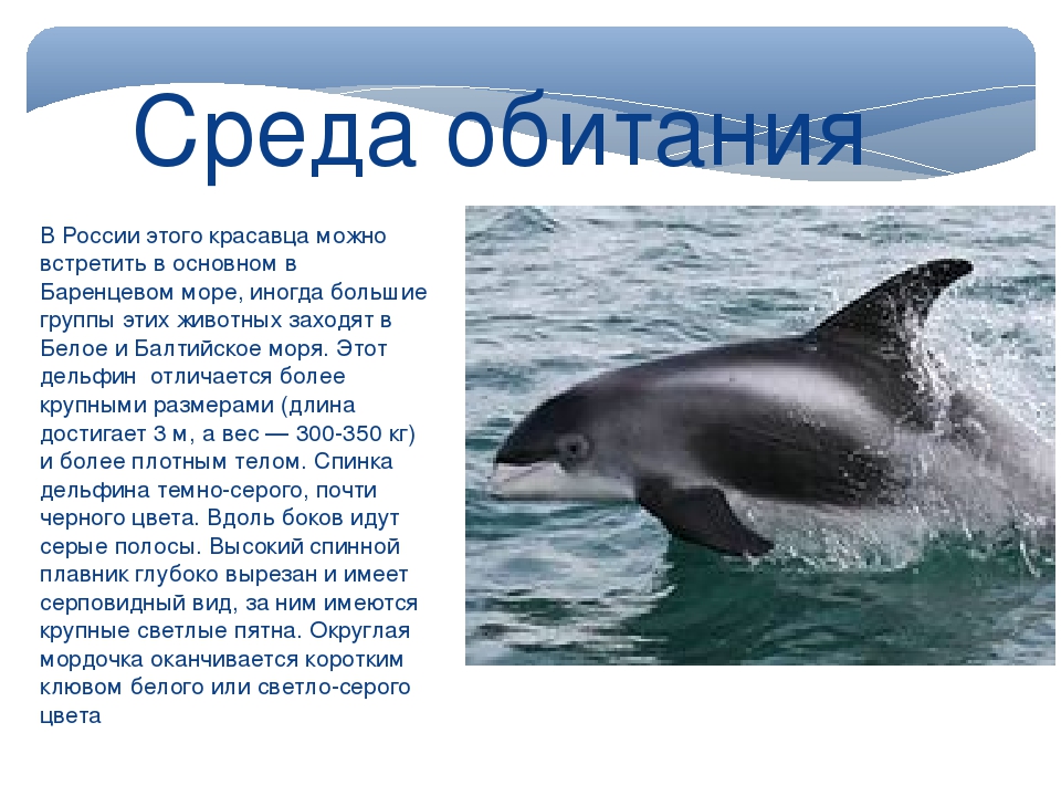 Дельфины: характеристика, эволюция, среда обитания, размножение - наука - 2023