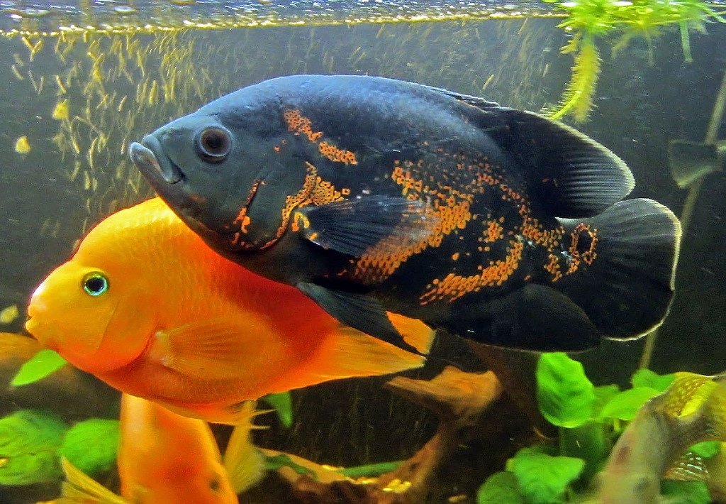 Описание аквариумной рыбы попугай, содержание, чем кормить и болезни рыбы