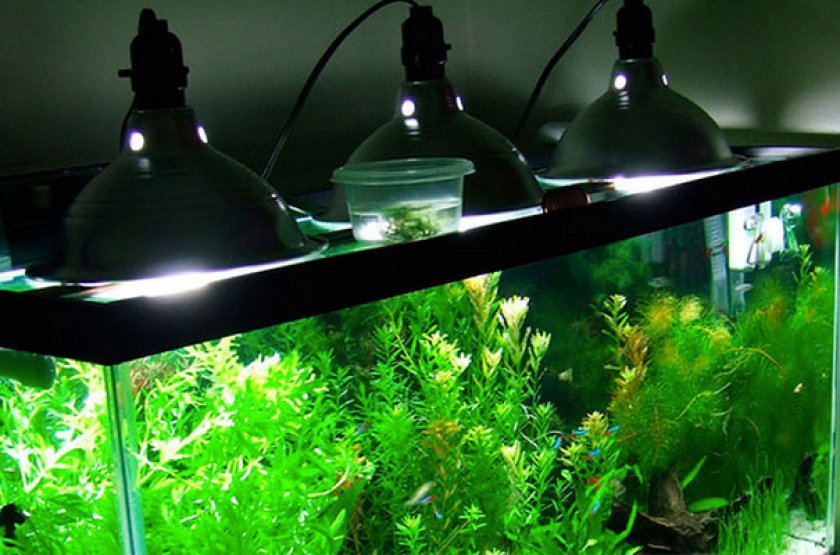 Свет для аквариумных растений ⋆ аквариум дома