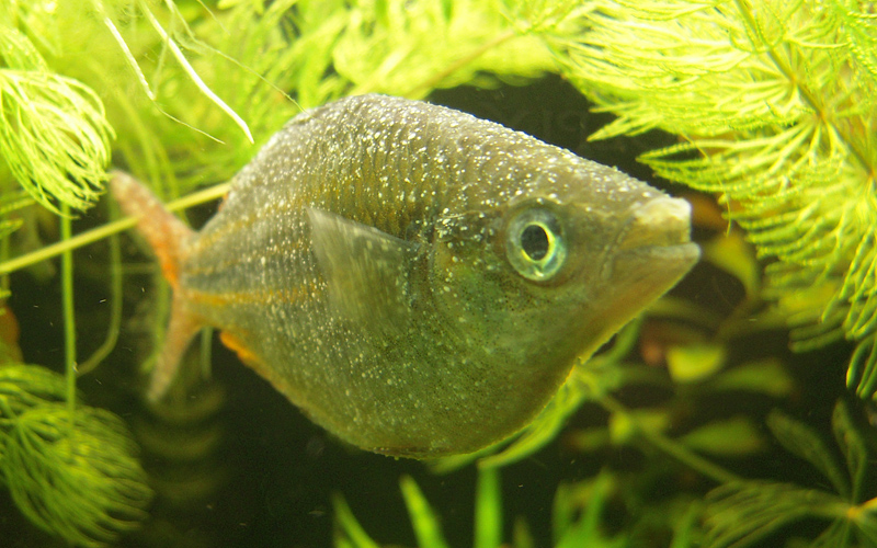 Ихтиофтириоз: манка у аквариумных рыб лечение
