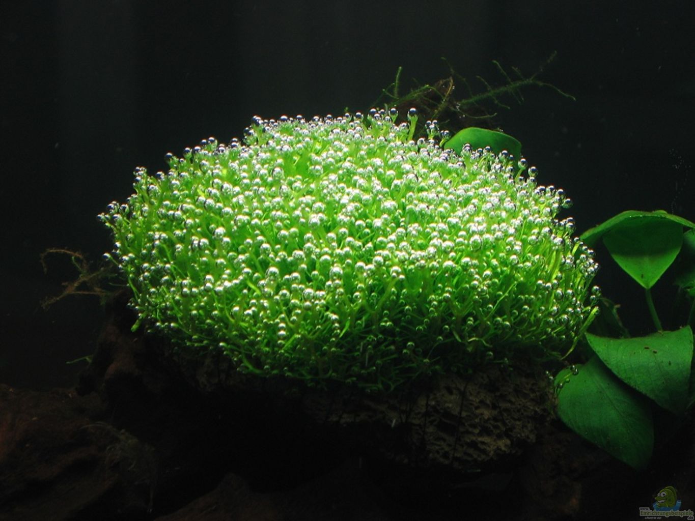 Аквариумное растение риччия, как выглядит, виды и условия содержания, использование для украшения аквариума