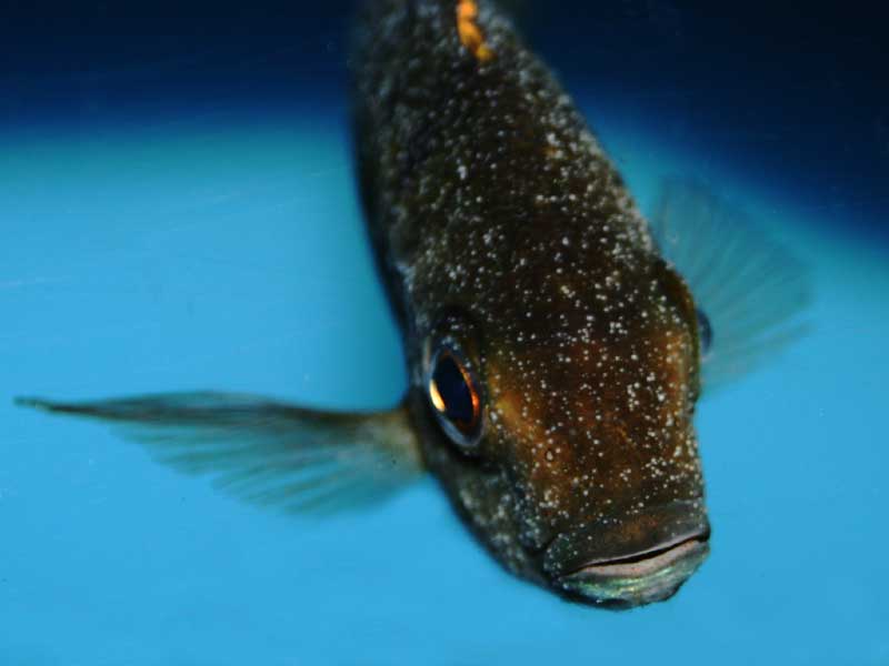 Манка у аквариумных рыбок: причины заражения, симптомы и лечение