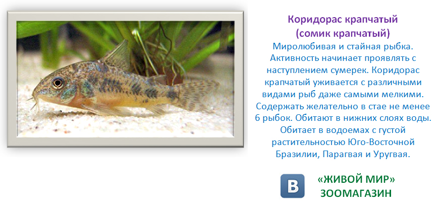 Рыжий сомик. полная характеристика рыб породы аквариумные сомики, виды с названиями и фото.