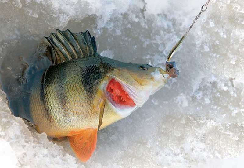 Ловля окуня зимой: на зимние снасти, удочки и приманки, где искать и как ловить окуня зимой на рыбалке