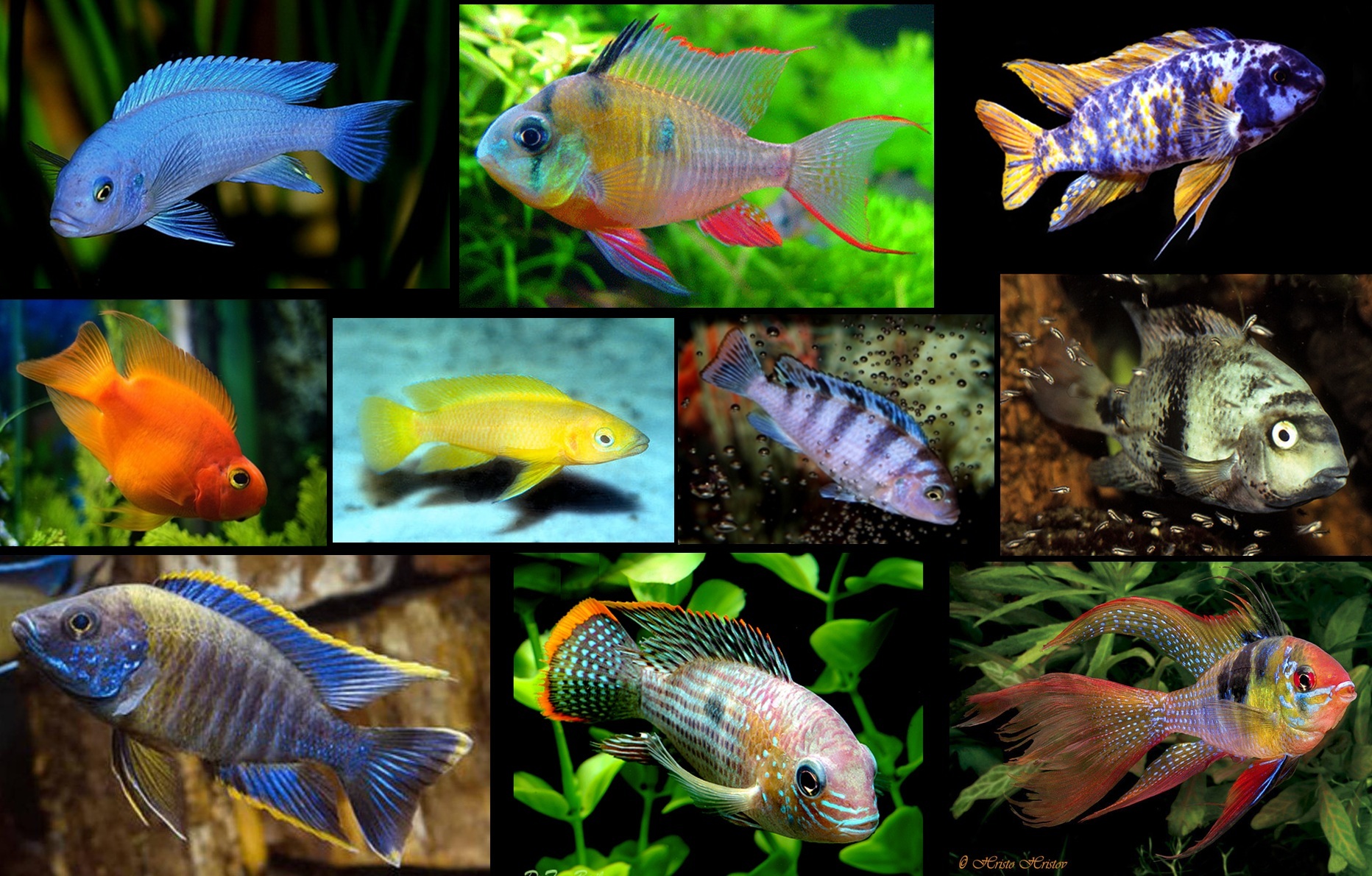 Самые неприхотливые аквариумные рыбки и растения, подходящие для маленьких аквариумов и начинающих аквариумистов