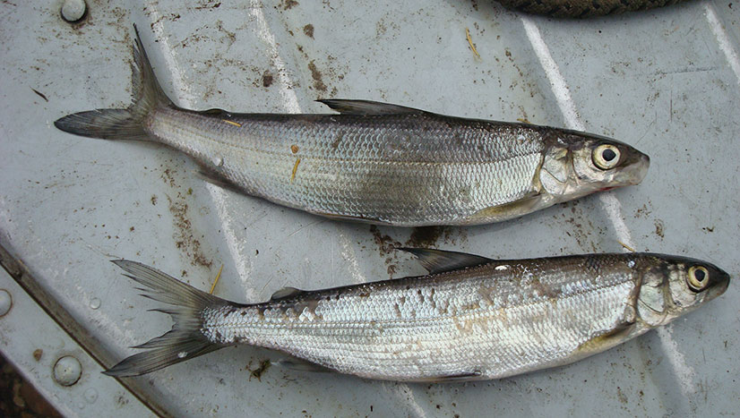 Рыба тугун (сосьвинская селедка) – сибирская селедка рода сигов