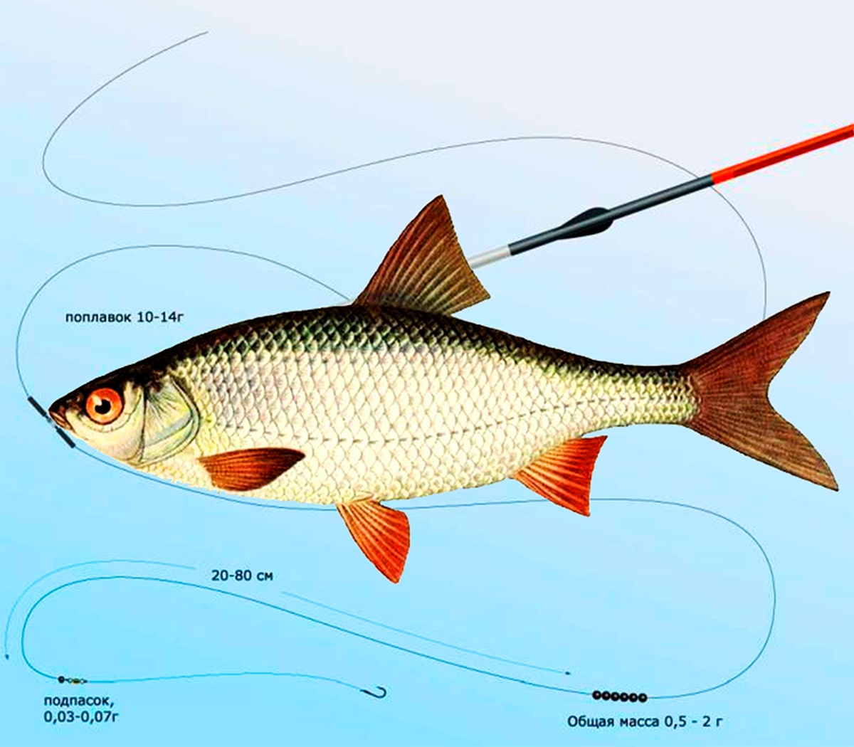 Плотва на что ловить. Плотва. Снасть на тарань. Снасти для рыбалки на плотву. Удочка для ловли плотвы.