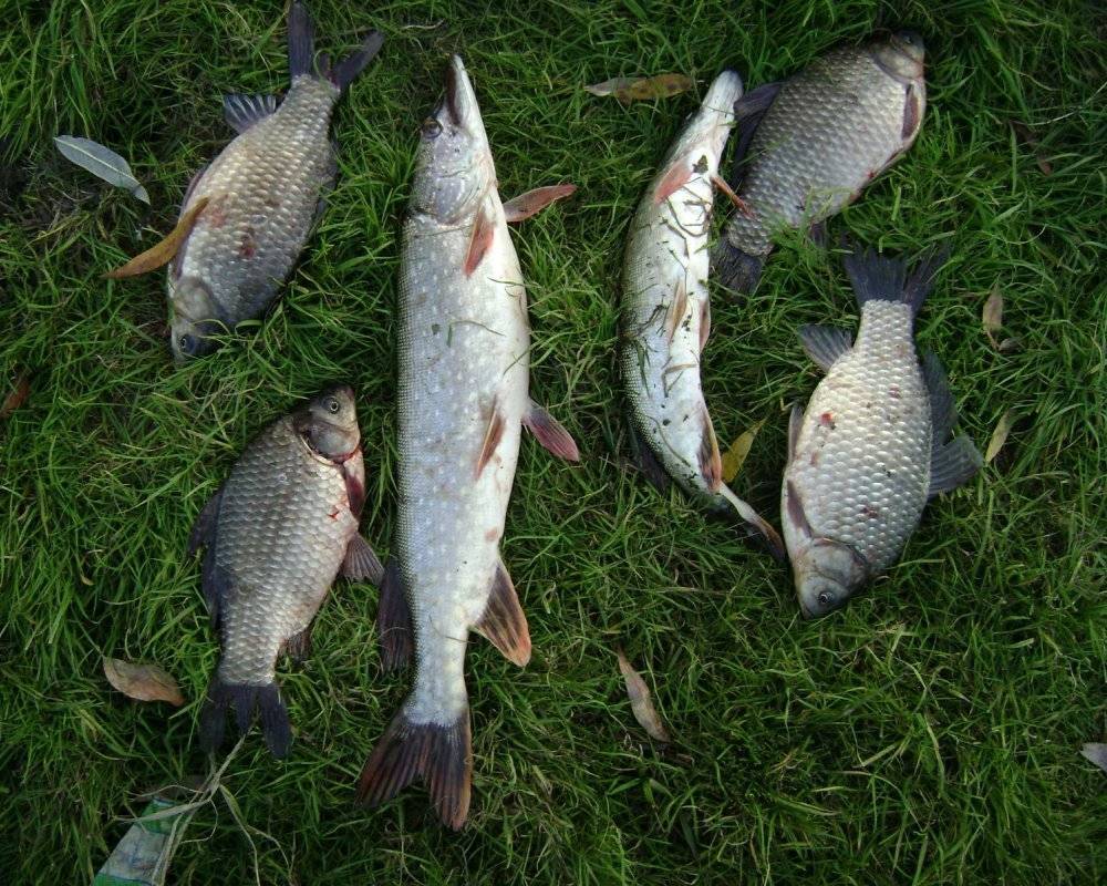 Какая рыба ловится в озере. Озеро Сенеж рыбалка. Лещ на Сенеже. Белый Амур озеро Сенеж. Река Чусовая рыба.