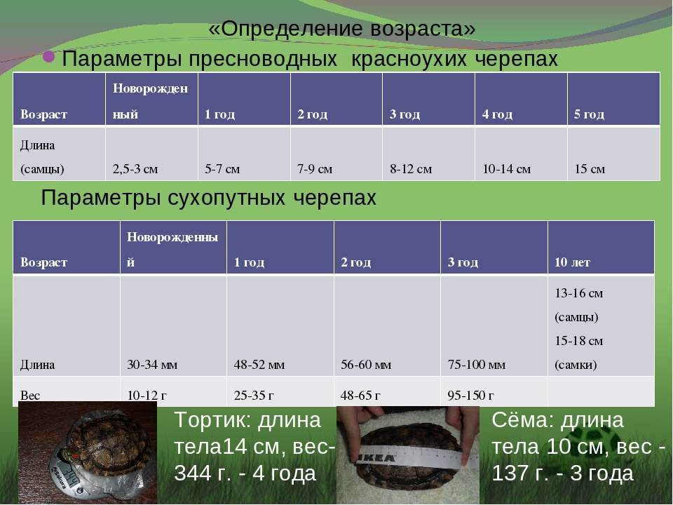 Как определить возраст красноухой черепахи в домашних условиях (фото)