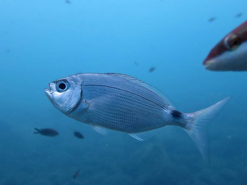 Топ 35 аквариумных рыбок: фото и названия с описанием, их родина