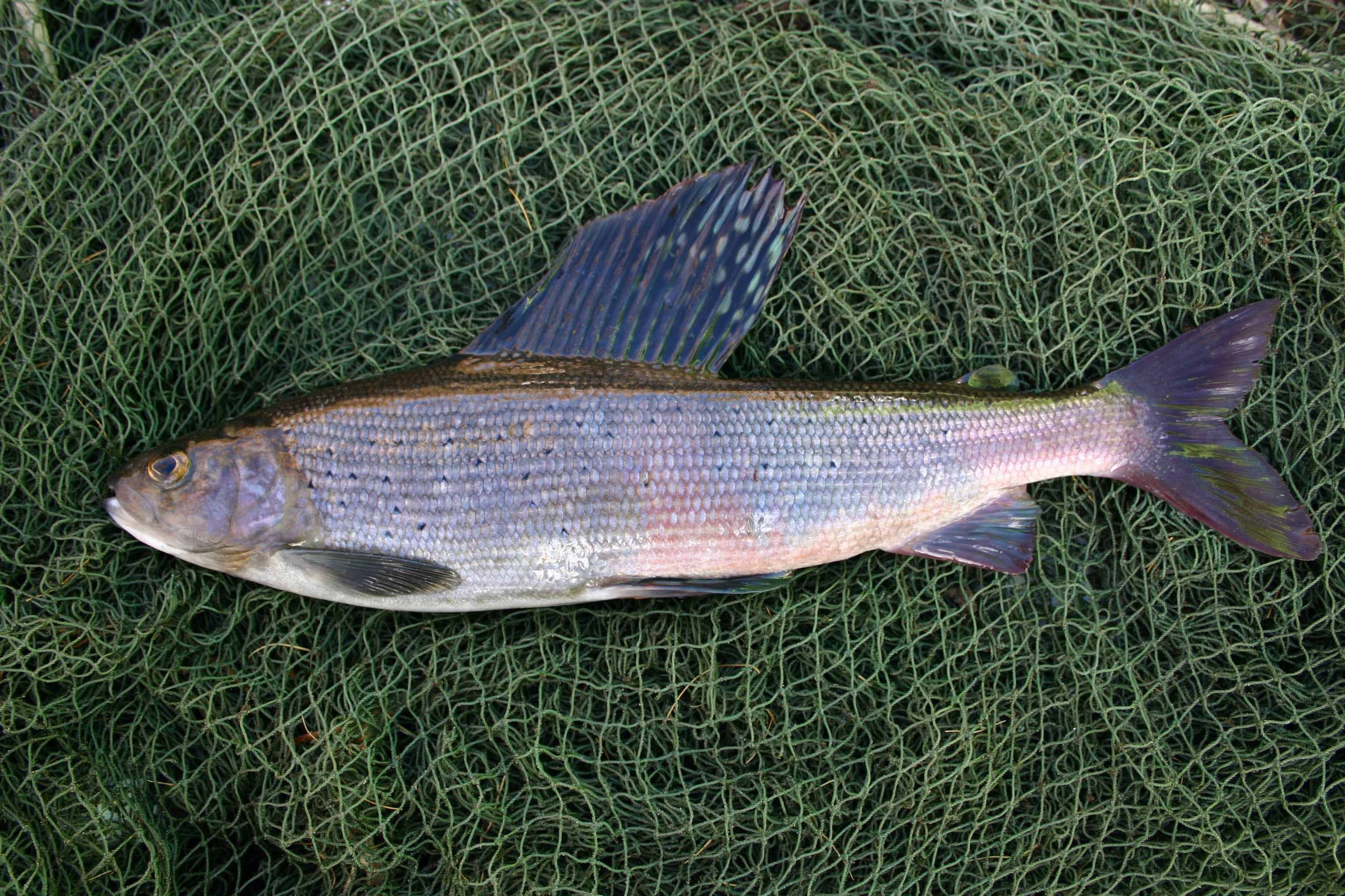 Хариус байкальский фото и описание – каталог рыб, смотреть онлайн