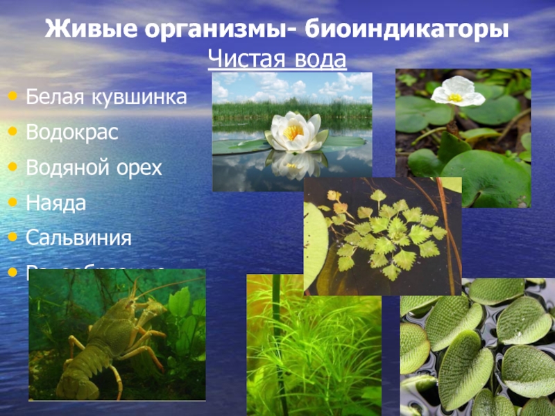 Примеры растений водоемов