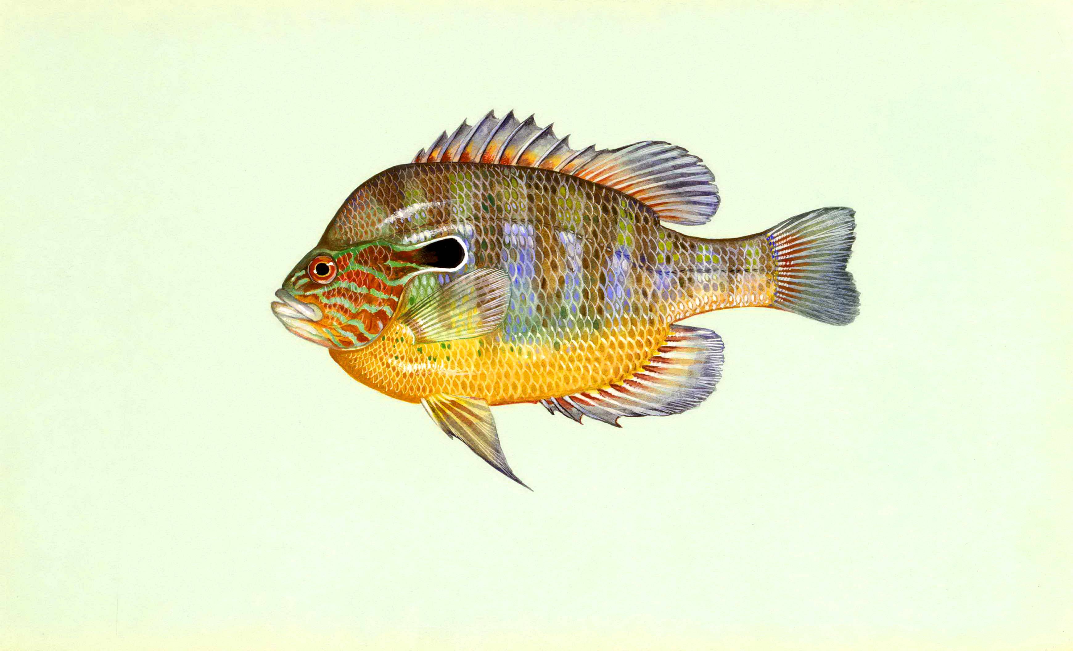 Рыба «остронос» фото и описание