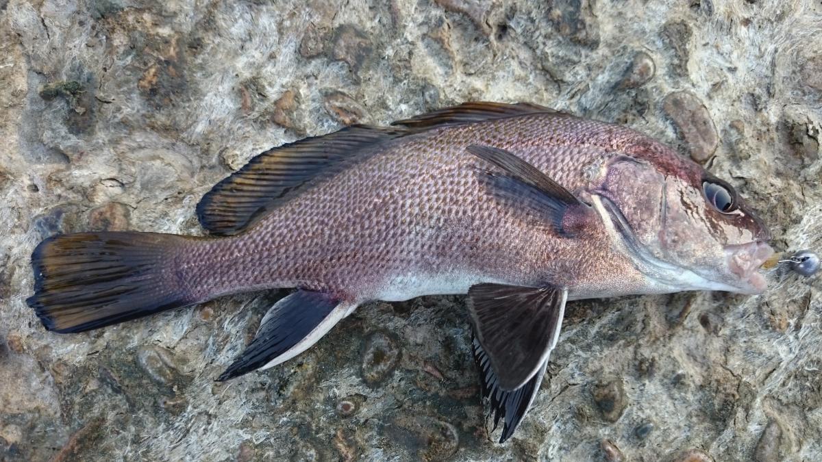Рыба «Горбыль чёрный» фото и описание