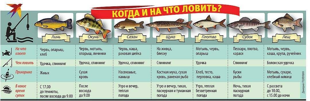 ᐉ рыбалка в верховьях оки с кириллом - ✅ ribalka-snasti.ru