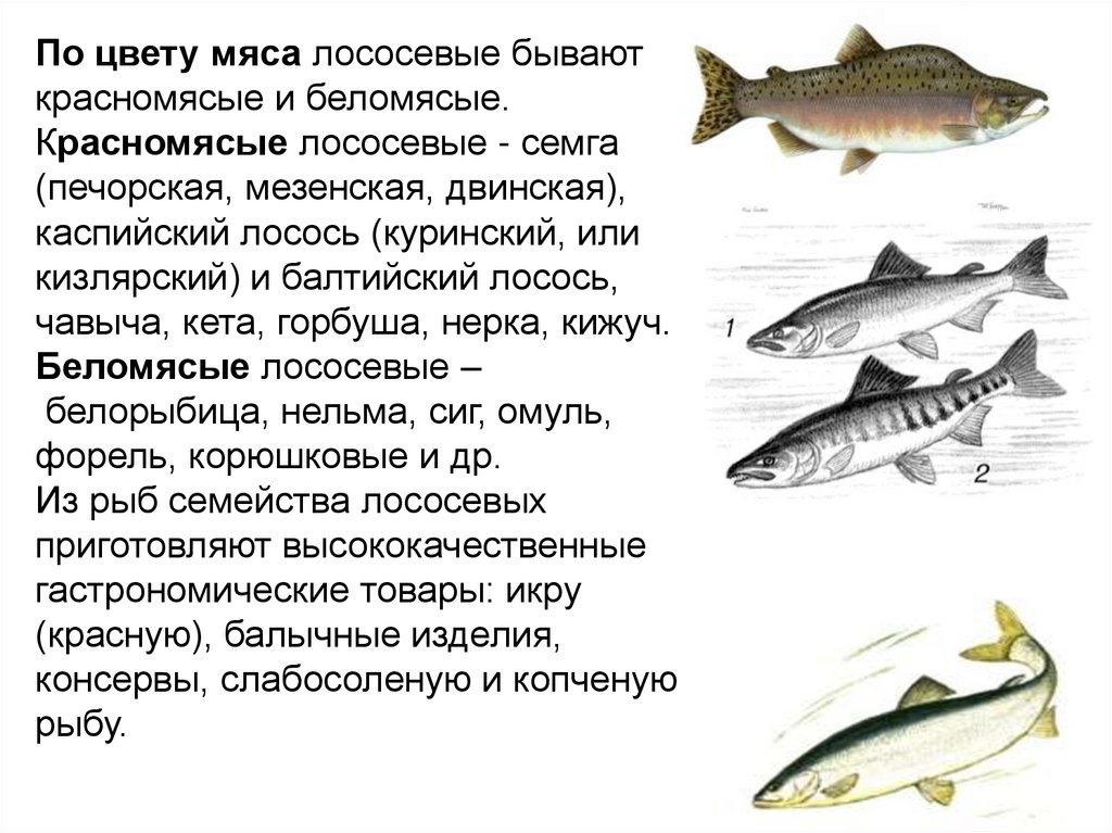 Рыба чавыча (красная рыба): фото и описание, как и где ловить