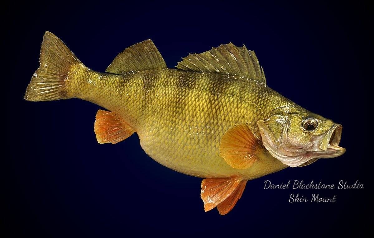 Рыба «Окунь желтый» фото и описание
