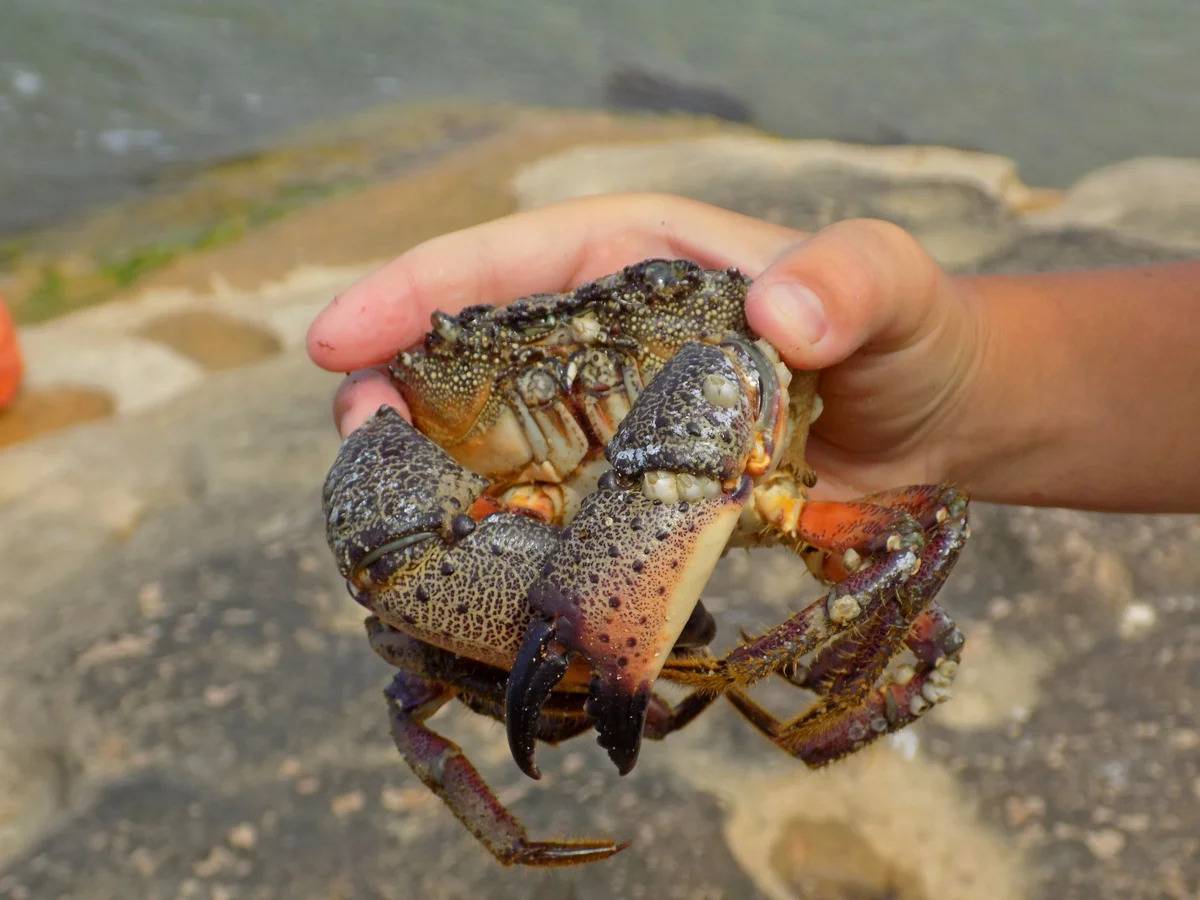 Краб черноморский: размеры, чем питается, описание. мраморный краб (pachygrapsus marmoratus)engl. marbled rock crab общая характеристика крабов