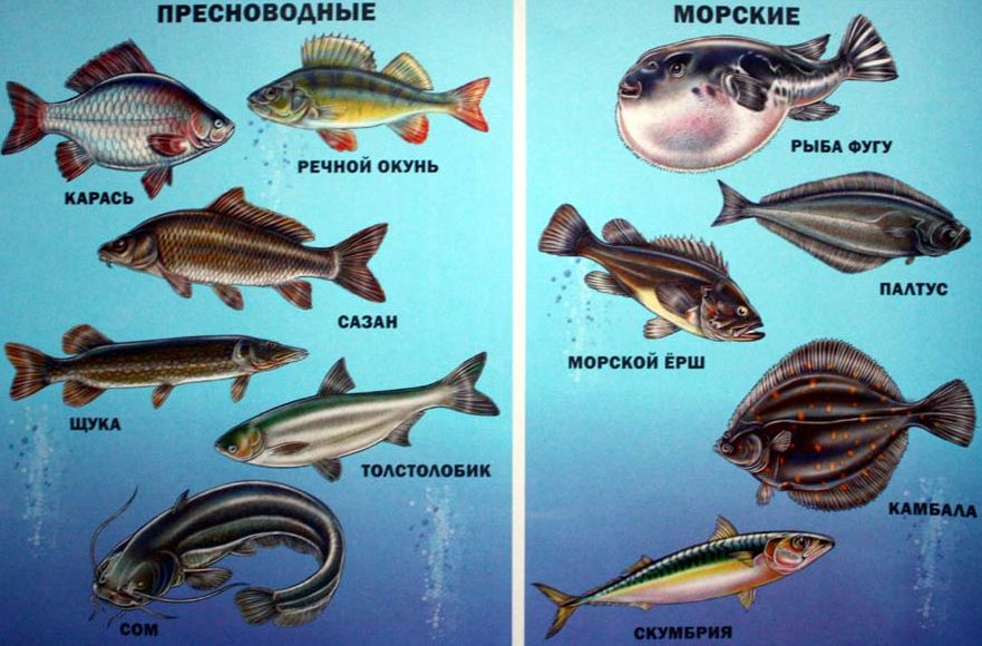 Самые маленькие рыбы в мире: морские и пресноводные рыбки, как называются и описание