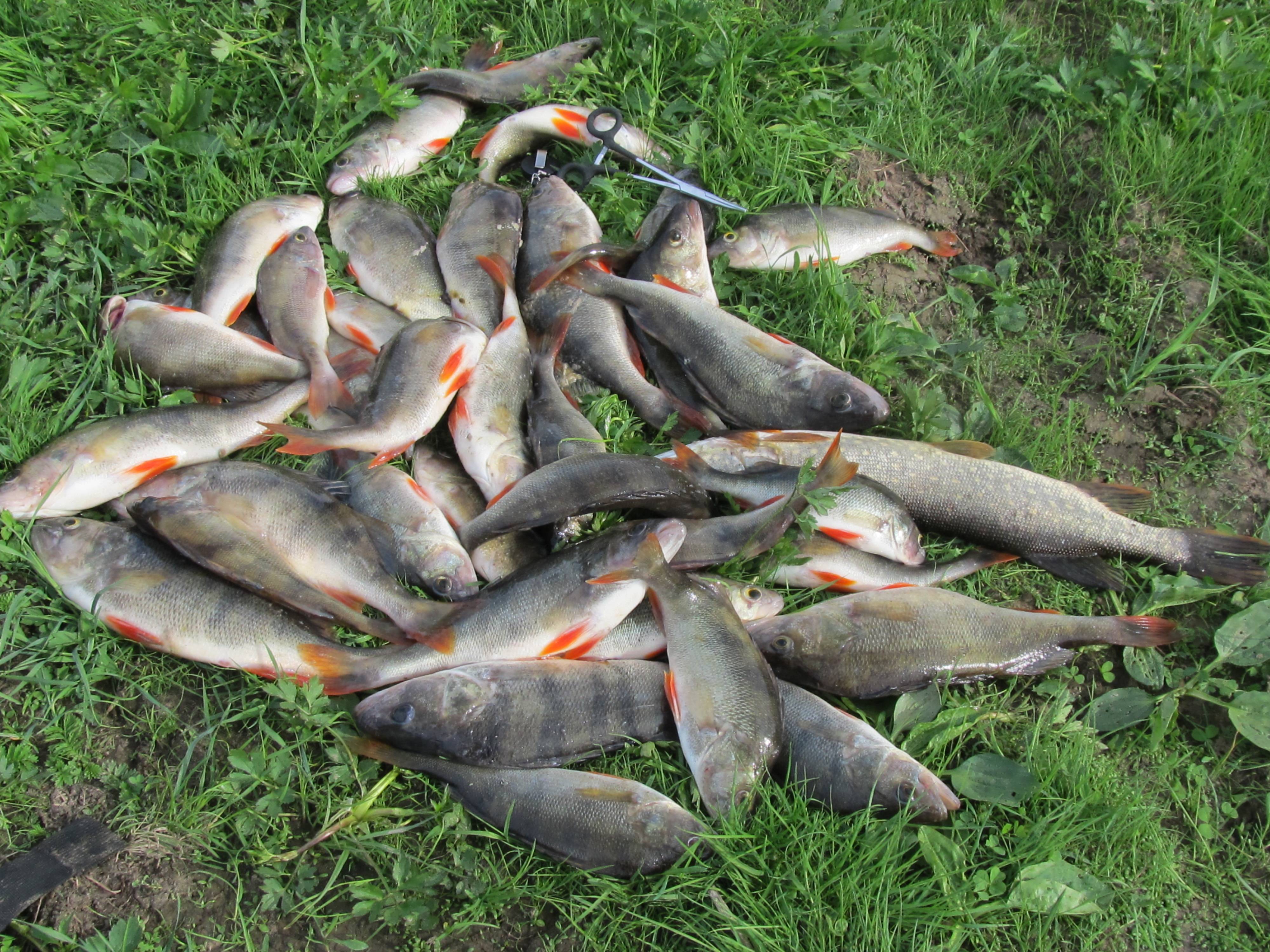 Сенежское озеро – место для рыбака