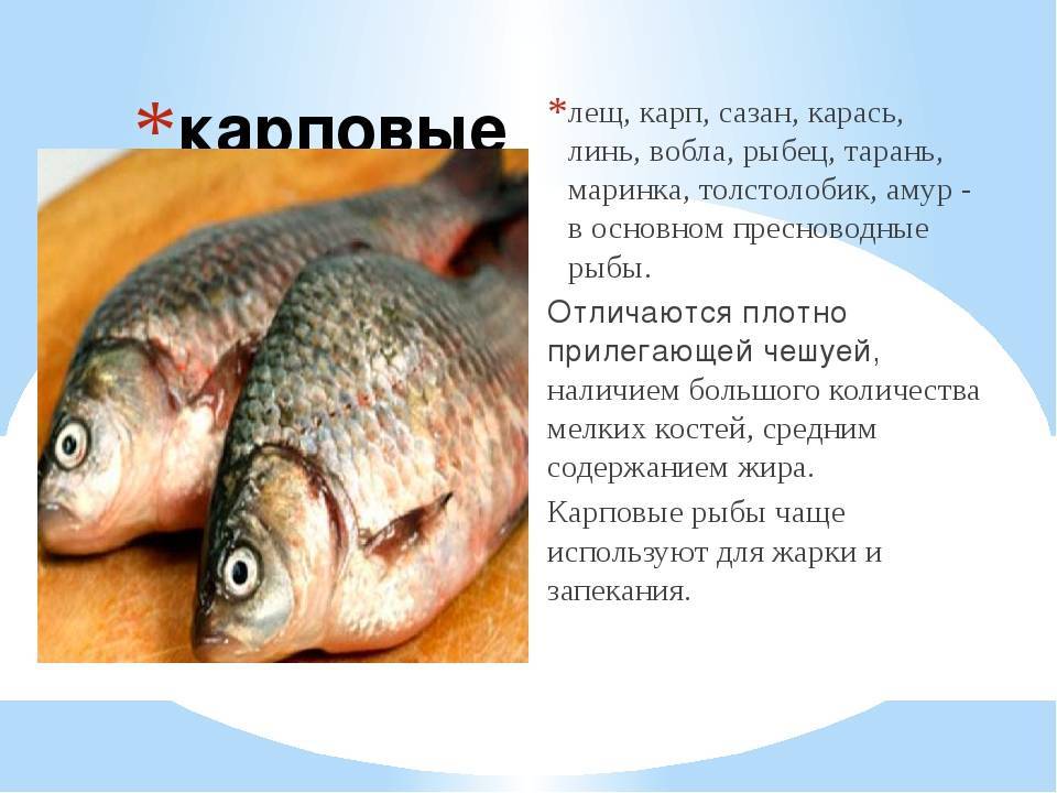 Рыба рыбец: характеристика, обитание, названия